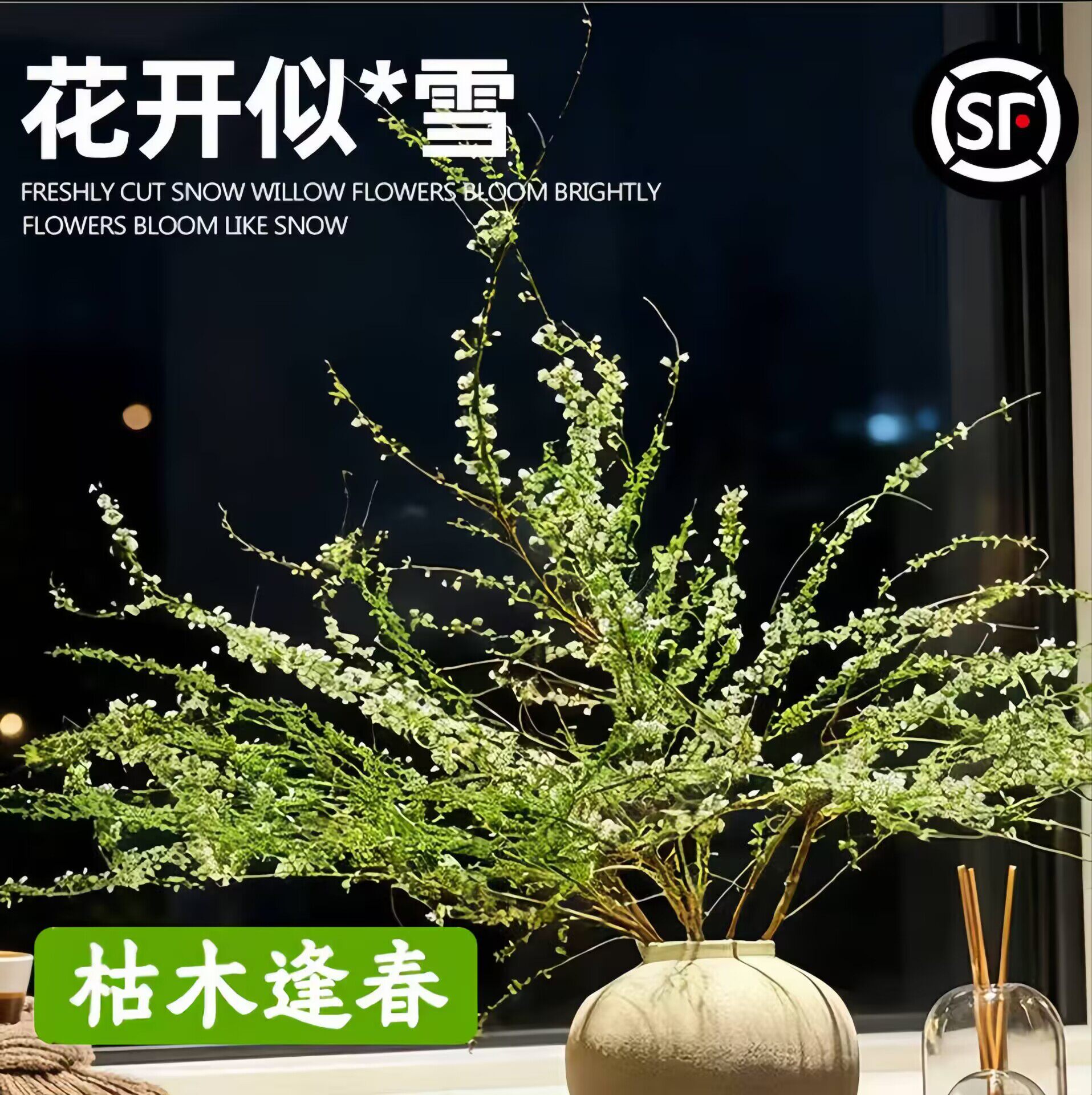 雪柳鲜枝干枝水养带花苞真花盆栽水培植物枝条室内绿植枯木逢春