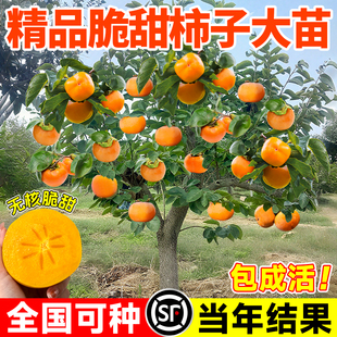特大脆甜柿子苗树无核南北方种植特大庭院地栽当年结果柿子树果苗