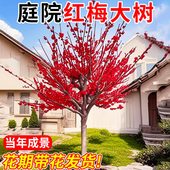 耐寒红梅花树苗地栽庭院浓香型四季 花卉植物骨里红梅腊梅绿梅室外