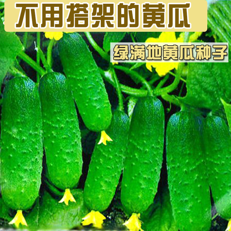 绿满地水果旱黄瓜种子青瓜菜瓜不搭架早熟春秋四季室内盆栽蔬菜种