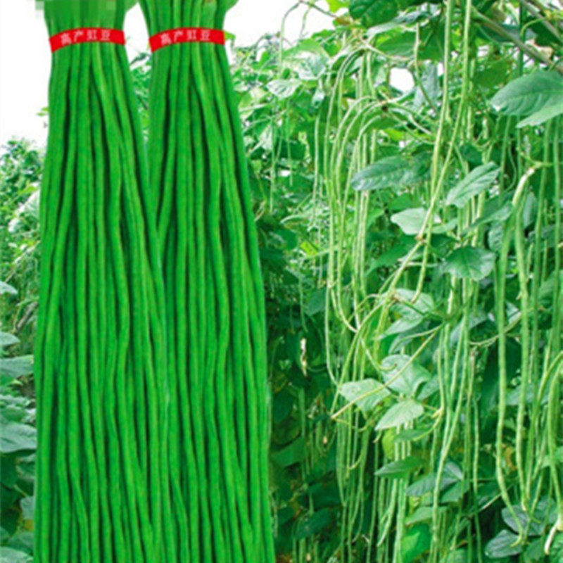 青肉特长903豆角种子绿将军超长豇豆春季秋季大田早熟高产四季播