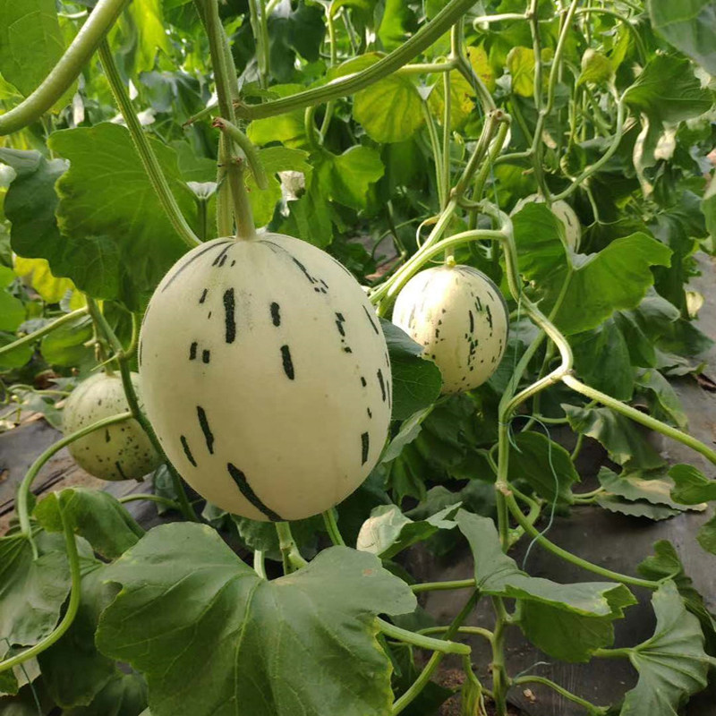 国产流星香瓜种子抗病黄白皮甜瓜带花纹春秋季阳台盆栽蔬菜种籽孑