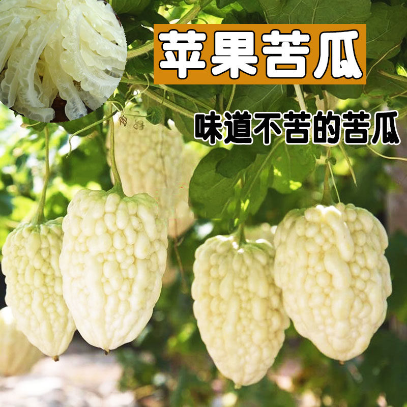 蔬菜瓜果种子生吃不苦甘甜的平果苦瓜春秋抗病耐热庭院四季播包邮