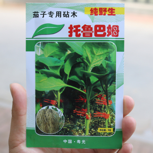 茄果专用柿子茄子砧木托鲁巴姆春秋嫁接高产抗病耐热四季播蔬菜籽