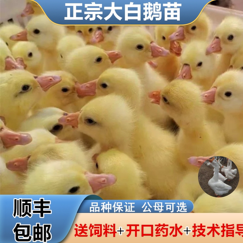 小鹅活苗大种鹅产蛋鹅苗包活包邮