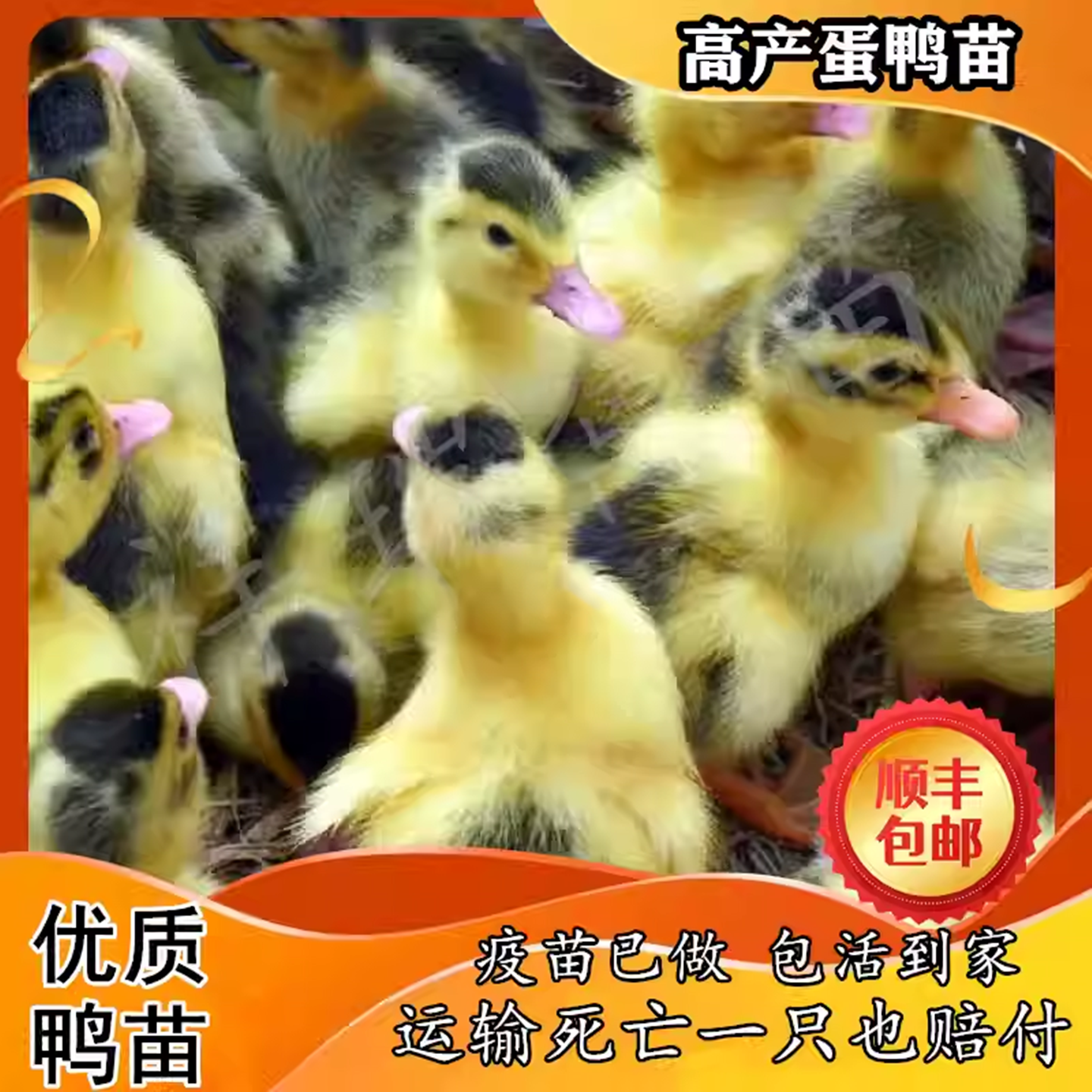 小鸭子活体高产蛋鸭金锭鸭大种麻鸭番鸭鸭红嘴鸭旱鸭麻鸭宠物黄鸭