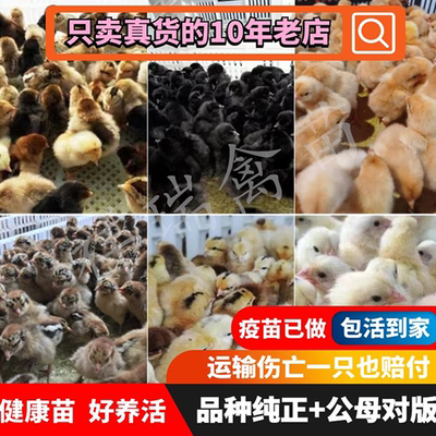 小鸡活苗鸡宠物鸡三黄鸡五黑绿壳蛋鸡母鸡苗芦花鸡土鸡苗九斤红鸡