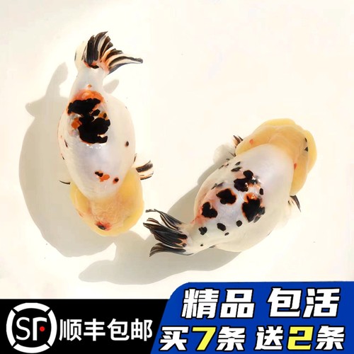 潘氏精品奶牛兰寿适合新手娃娃脸