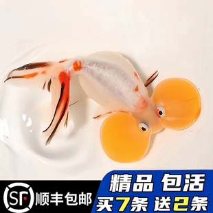 精品水泡金鱼活鱼国粹观赏鱼泡眼淡水冷水活体招财水族宠物红五花