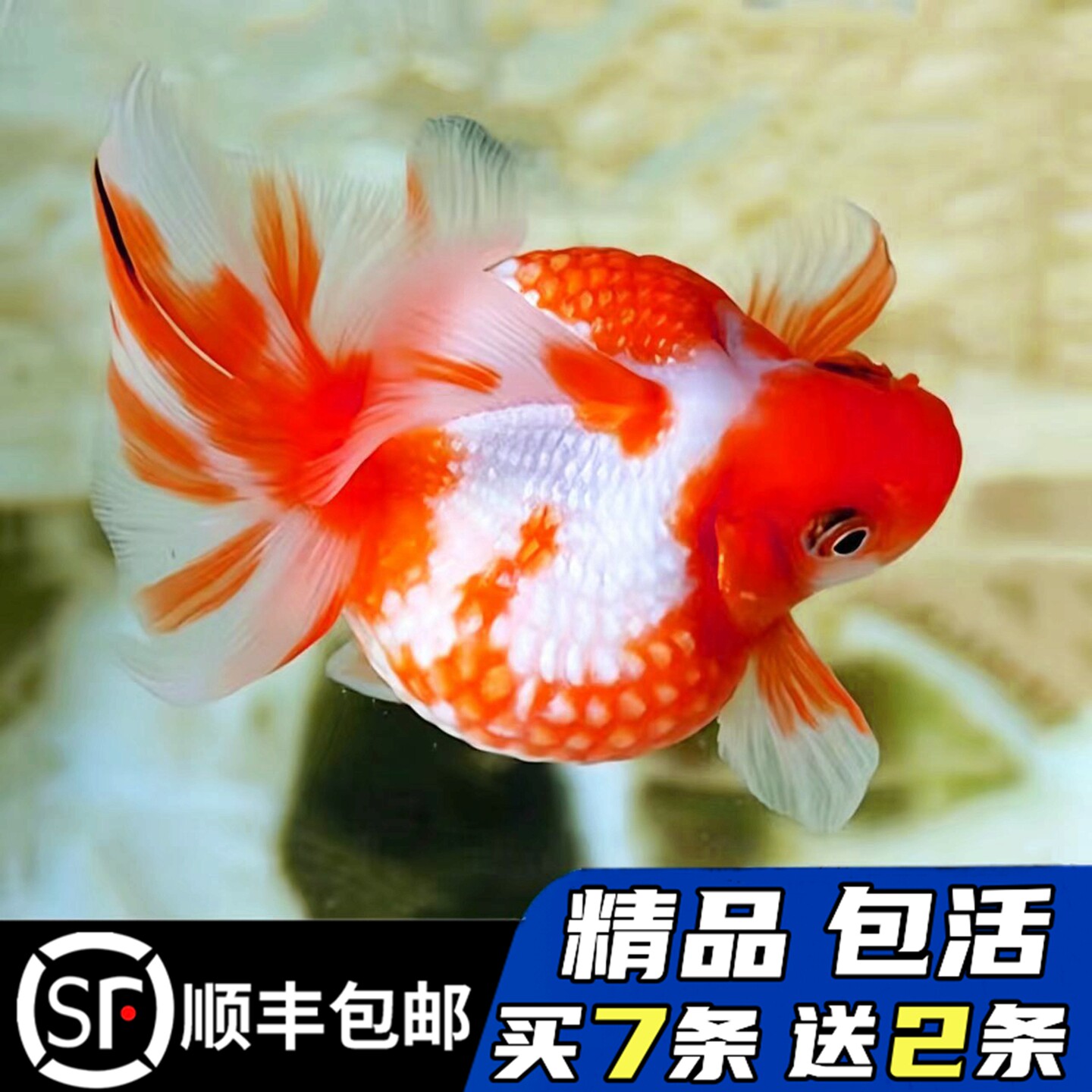 精品鼠头珍珠金鱼顺丰包活包损