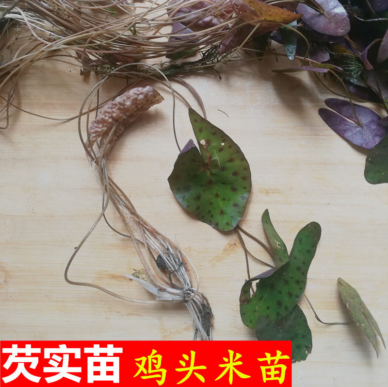 鸡头米种苗芡实苗种子水生植物绿植  鸡头秆果种苗带刺莲包邮