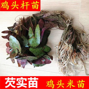 芡实苗种子水生植物绿植 鸡头米种子 鸡头秆果种苗带刺莲包邮