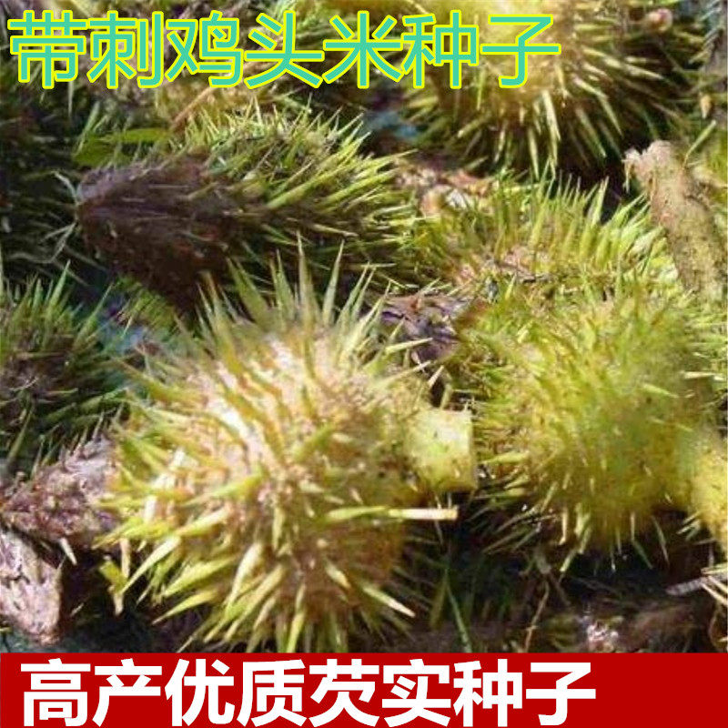 鸡头米种苗芡实苗种子水生植物绿植  鸡头秆果种苗带刺莲包邮