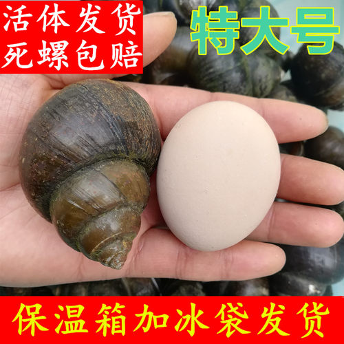 特大号鲜活田螺河南信阳淡水