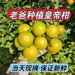 正宗广东皇帝柑韶关丹霞贡柑孕妇黄坑水果新鲜黄帝柑橘桔子甜橙子