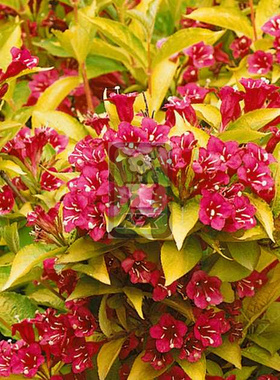 金叶锦带   布莱特鲁比多 Briant Rubidor花灌木 耐寒花园植物