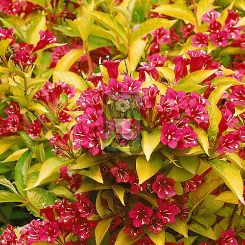 金叶锦带   布莱特鲁比多 Briant Rubidor花灌木 耐寒花园植物