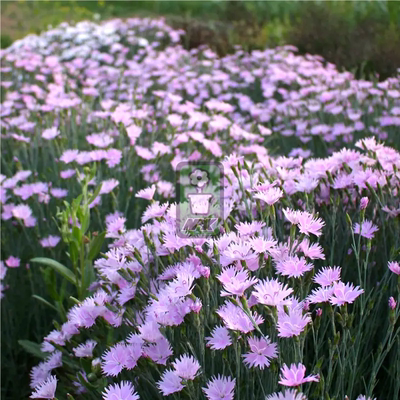 蓝灰石竹 粉蝶 PinkButterfly  多年宿根 耐寒花园植物  万花镜