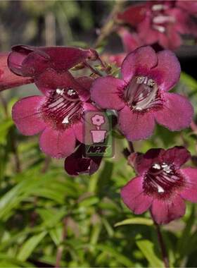 钓钟柳 黑鸟  Penstemon digitalis 'Blackbeard' 万花镜园艺