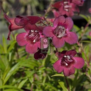 钓钟柳 黑鸟  Penstemon digitalis 'Blackbeard' 万花镜园艺