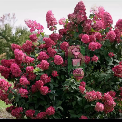 圆锥绣球 维姆红 wim's red 花灌木 耐寒花园植物  万花镜