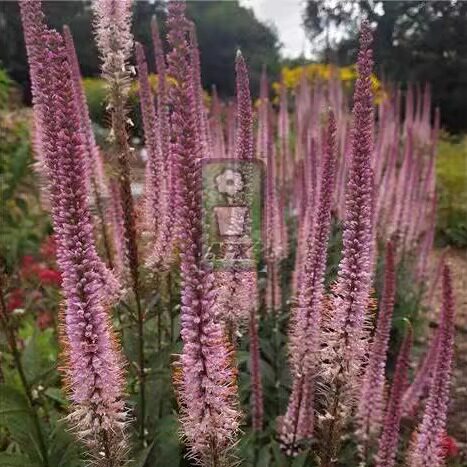 北美腹水草   埃丽卡  