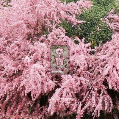 柽柳 粉色瀑布 pink Cascade 花灌木 耐寒花园植物  万花镜