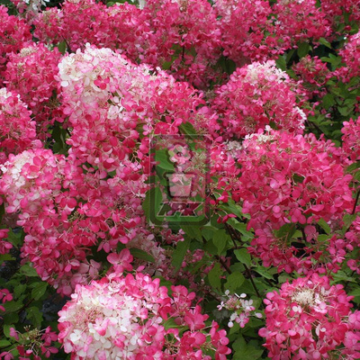 圆锥绣球 胭脂钻 Diamond Rouge 花灌木 耐寒花园植物  万花镜