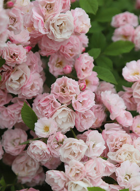 多花蔷薇 群舞  Rose 