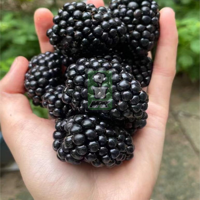 爆汁黑莓 美国品种 不是树莓哦 花灌木 耐寒花园植物  万花镜