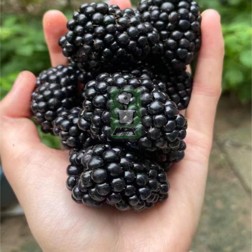 爆汁黑莓 美国品种 不是树莓哦 花灌木 耐寒花园植物  万花镜