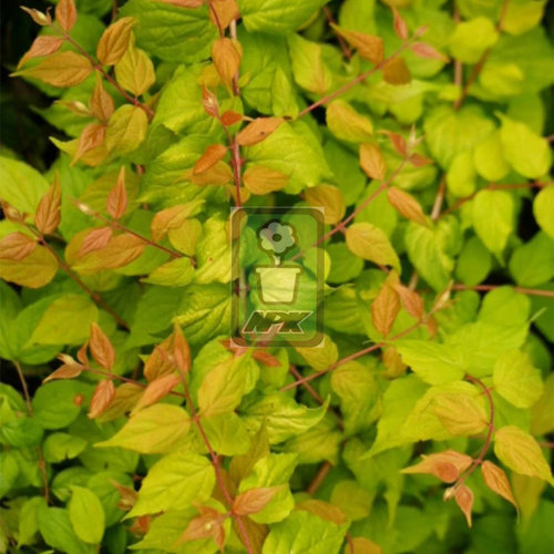金叶猬实 黄金瀑布  'Maradco' 花灌木 耐寒花园植物  万花镜园艺