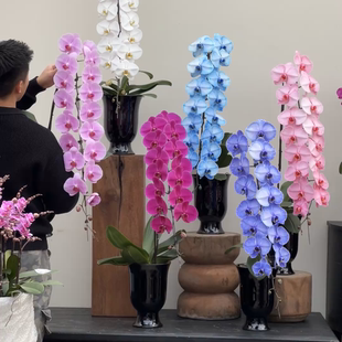 龙兰花盆蝴蝶兰花盆金桔盆栽酒店高级感创意酒杯花器高端艺术花盆