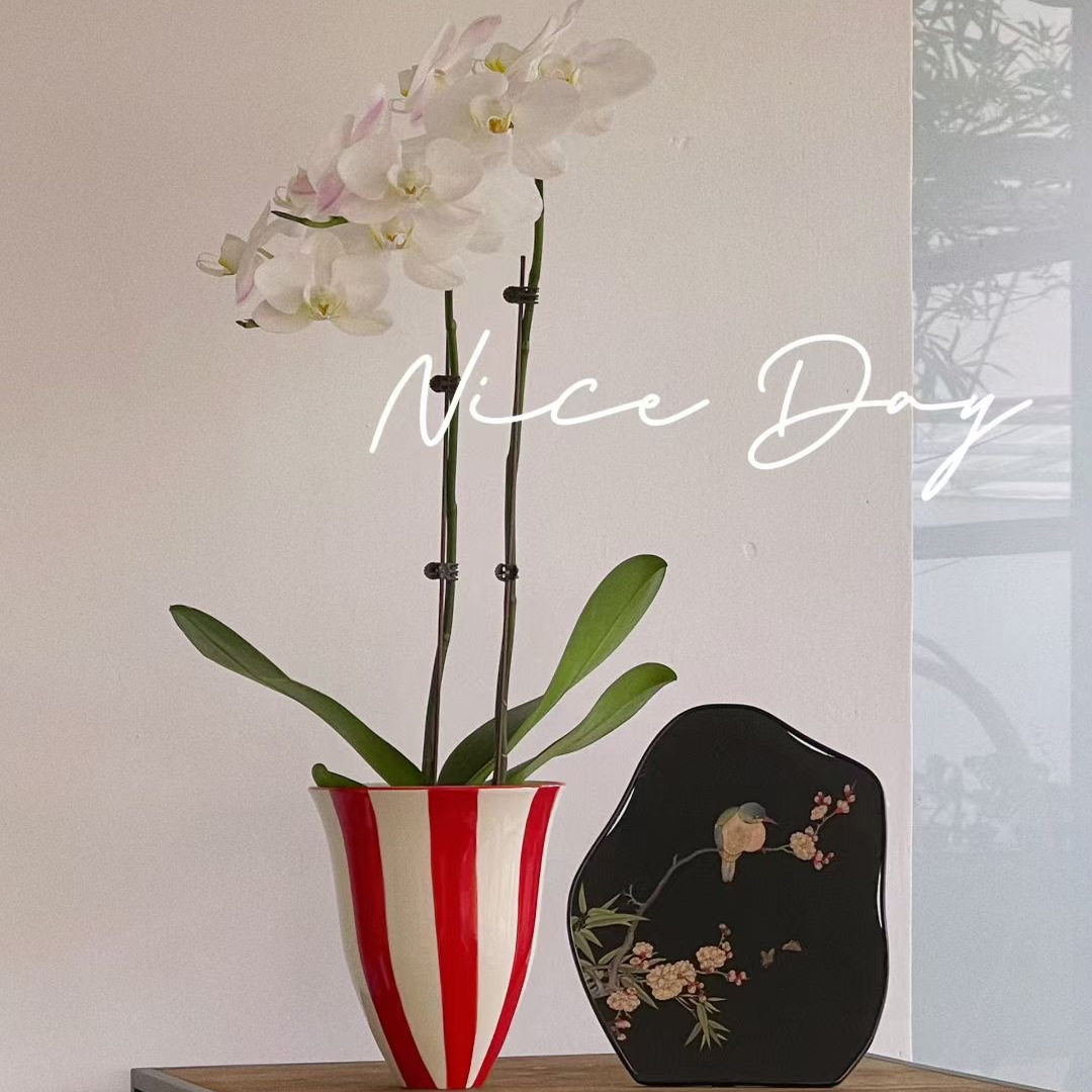 景德镇小众设计条纹陶瓷蝴蝶兰花盆红白拼色圆形花器北欧现代简约