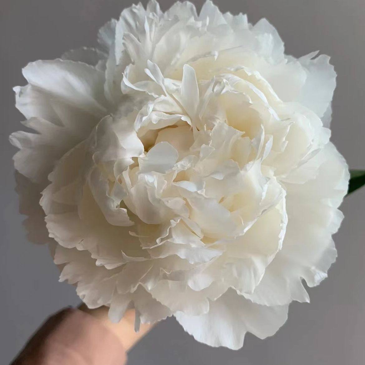 山东芍药-奶油碗【顺丰空运包邮山东直发】