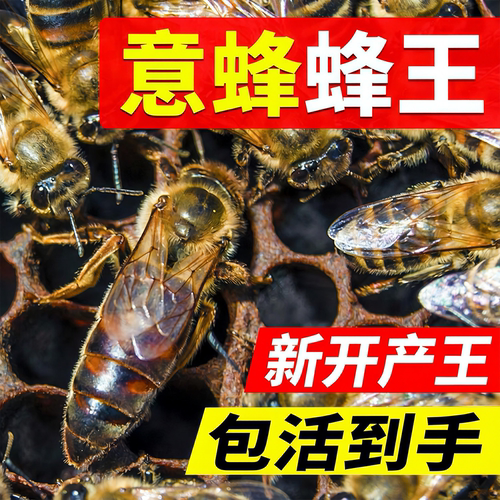 意蜂意蜂纯种王号产卵王优质蜂王开产王产子王高产蜜包产子黑蜜蜂