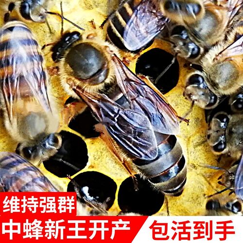 中蜂产卵王中王中华蜂王王纯中蜂产卵王野生中蜂种王伏牛王已交尾
