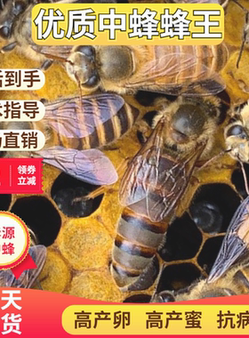 中蜂蜂王种王优质种良高产蜜开产双色阿坝土蜂本地处女王良种蜂王