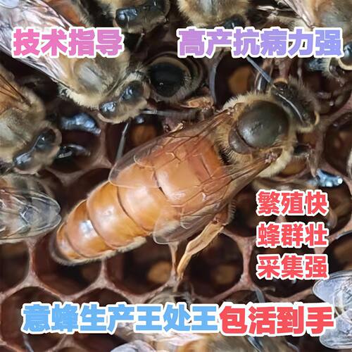 意蜂蜂出售意蜂王交尾王意蜂蜂王生产王产卵王蜜浆型意蜂产子王脾