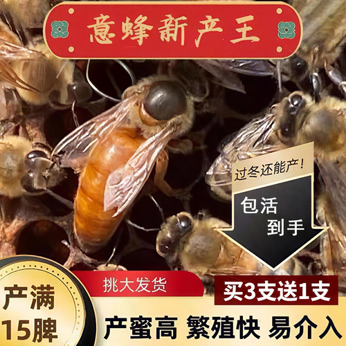意蜂蜂王交尾种王开产王美意东北黑蜂产卵新王金喀种王包活产子王