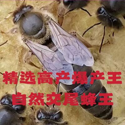 四川阿坝开产王中蜂交尾王种王广东高产土蜂好蜂王中蜂产卵王纯