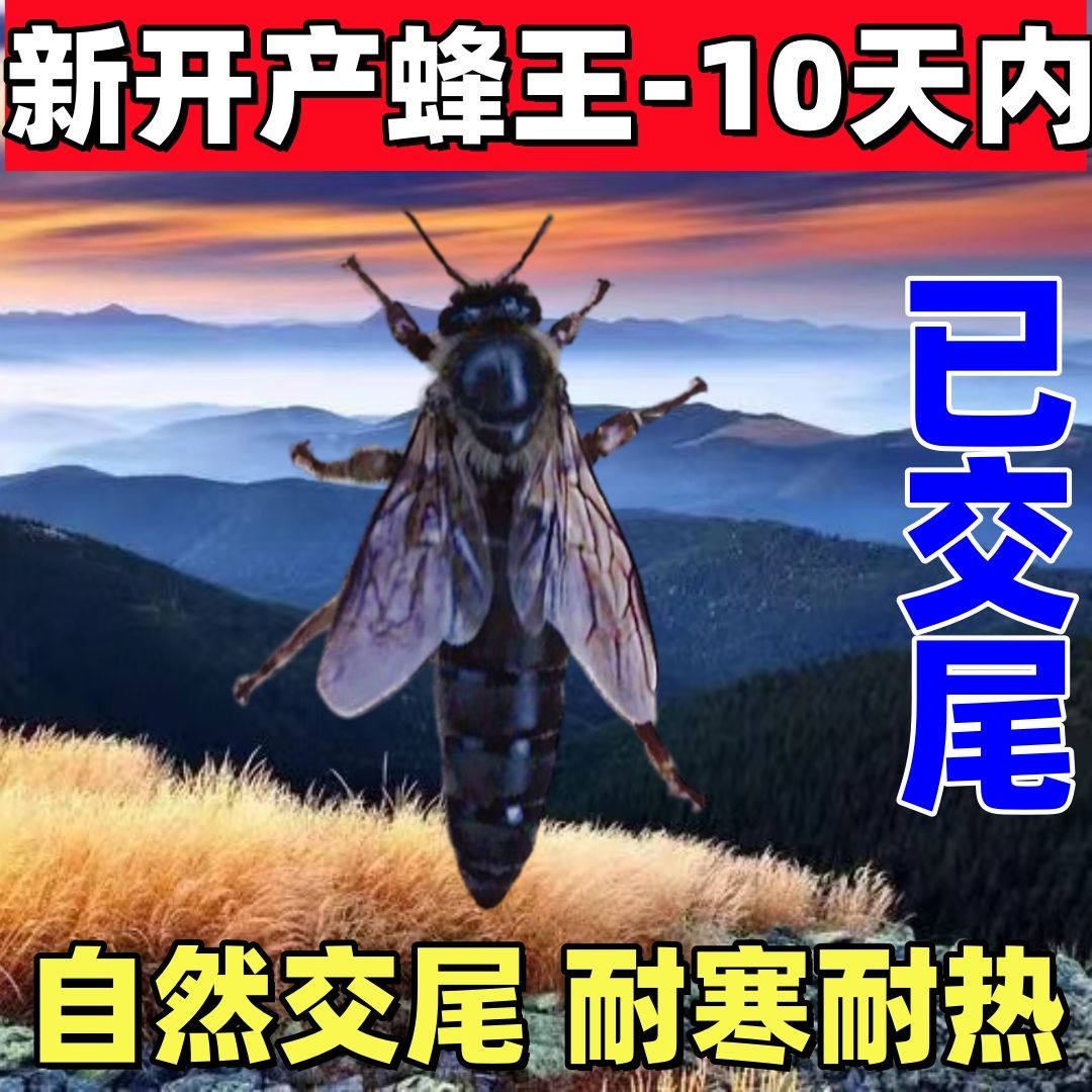 中蜂王产卵王种王纯种中华蜂黄金授粉蜂