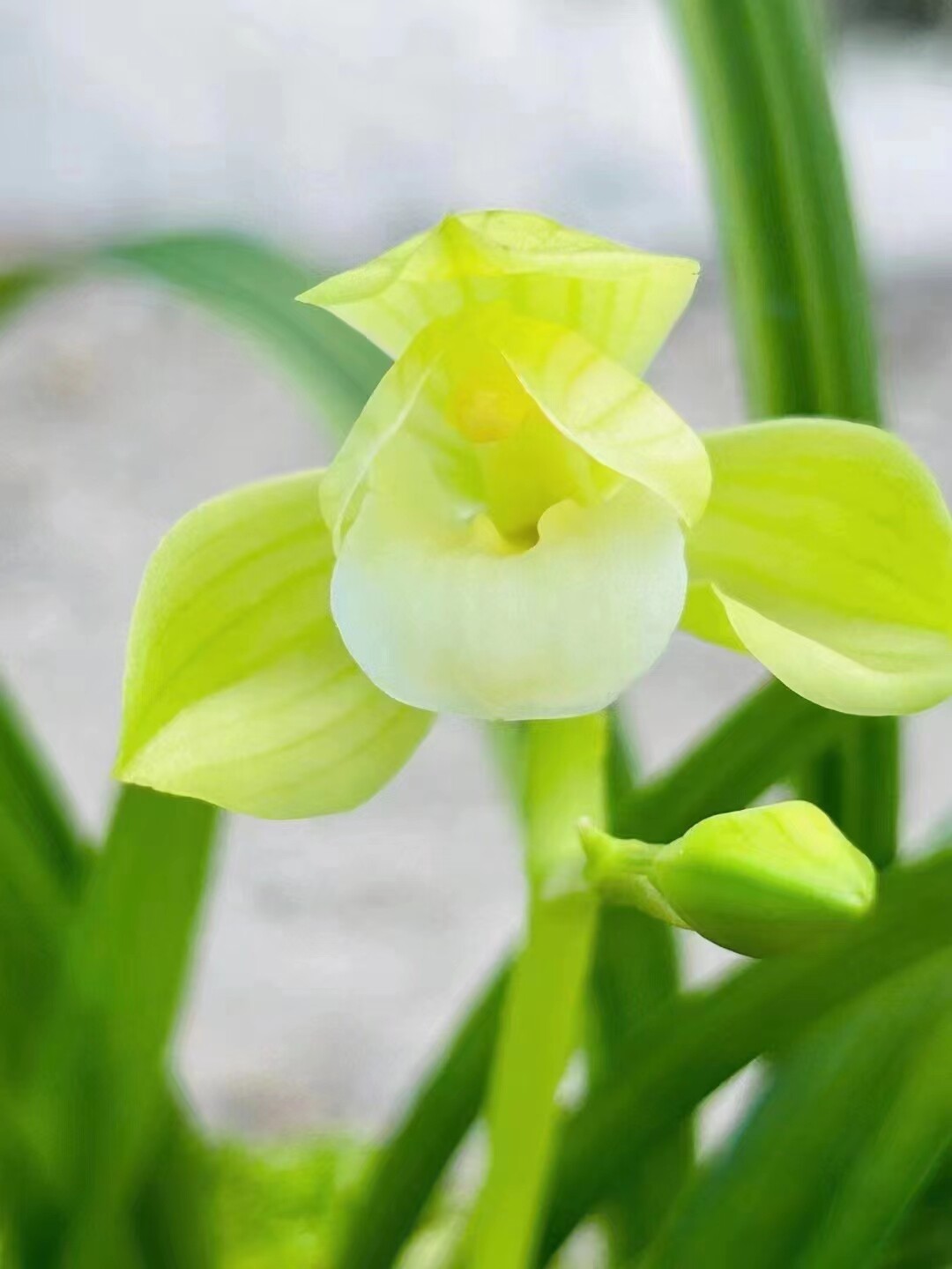 春剑新品素荷兰花苗壮苗冬季带花苞浓香型桌面养兰栽培绿植花卉