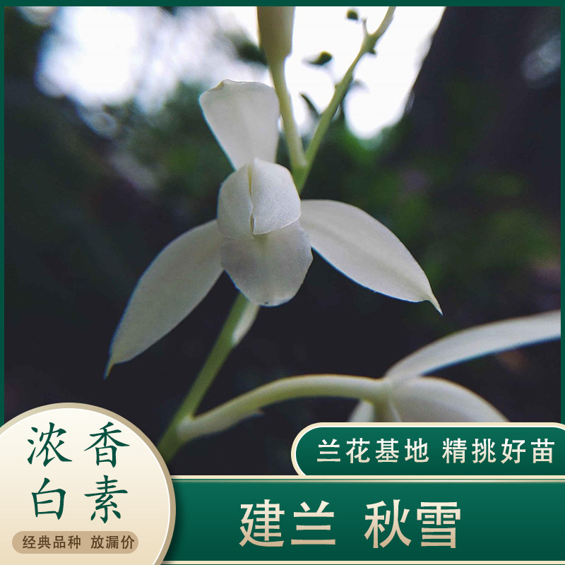 建兰秋雪四季兰花苗白色素心夏带花苞浓香型室内桌面养兰绿植花卉