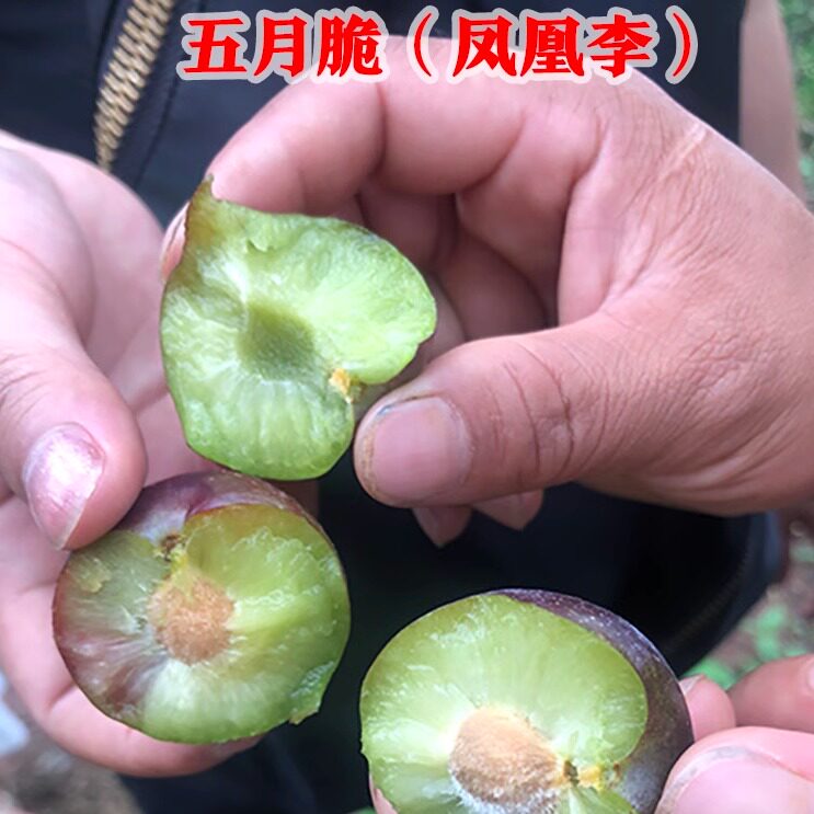 五月脆(凤凰李）四川付成德李子基地直发