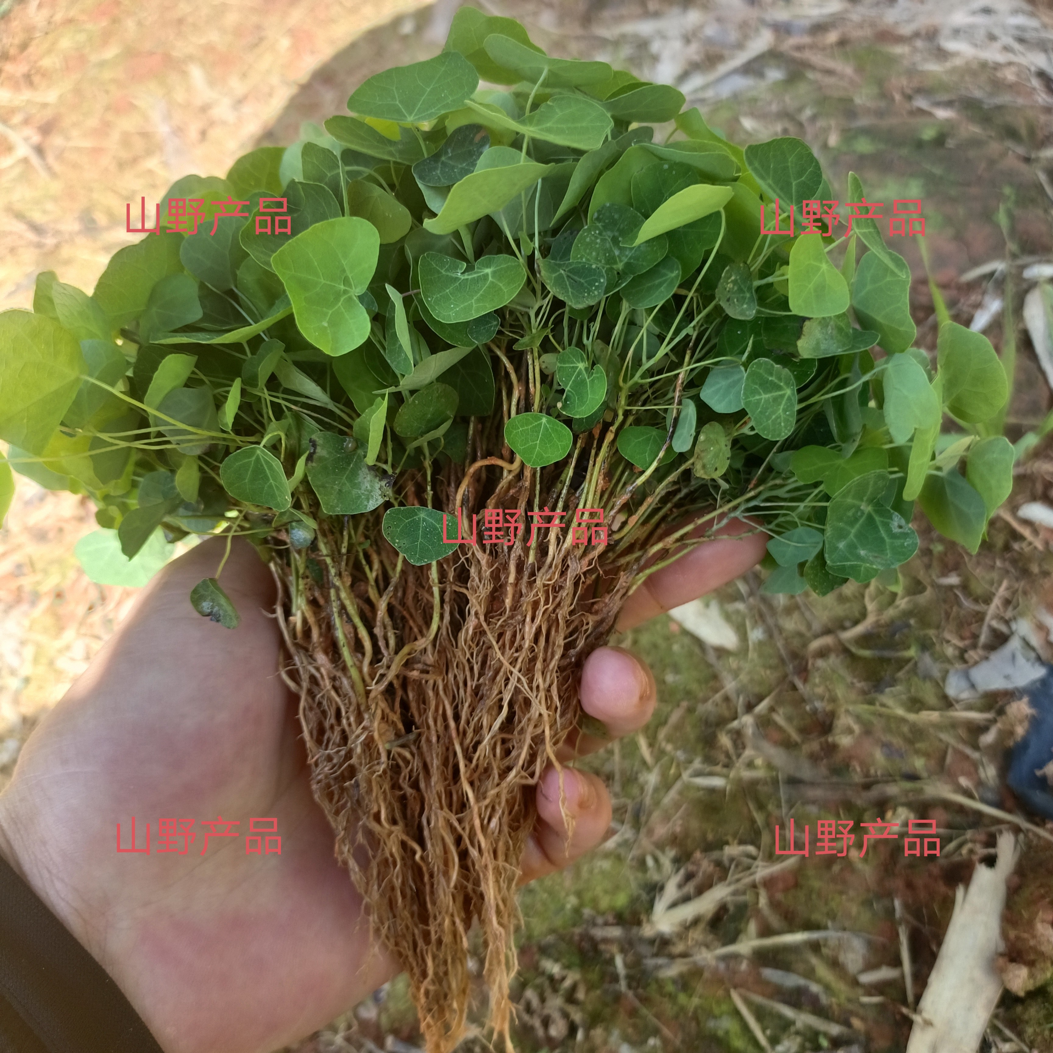 江西正品粉防己种苗粉防己苗土木香金线吊葫芦汉防己中药材种植苗