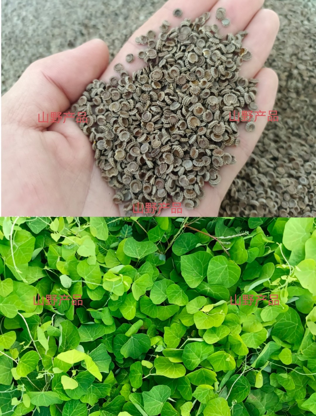 江西正品粉防己种子粉防己苗土木香金线吊葫芦汉防己中药材种植苗