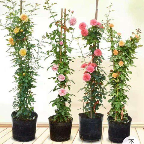 藤本月季蔷薇花苗多季开花浓香庭院爬藤植物花卉盆栽阳台玫瑰爬墙