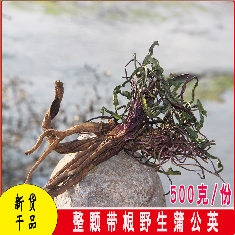 新货整颗带根野生蒲公英干货新鲜蒲公英花草茶婆婆丁全株黄花地丁