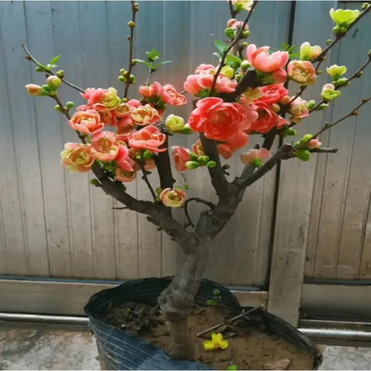 海棠花盆栽树苗盆景重瓣老桩庭院绿植物室内花卉四季开花好养